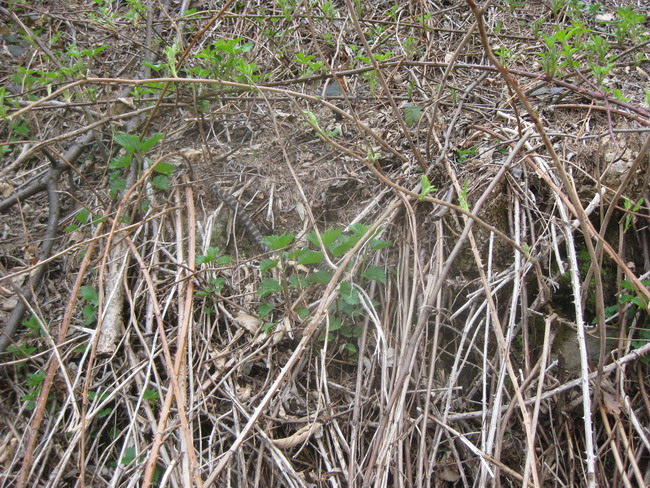 Vipera Aspis?